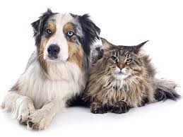 Pet Hygiene, The Ways of Keeping Your Pets Healthy and Clean