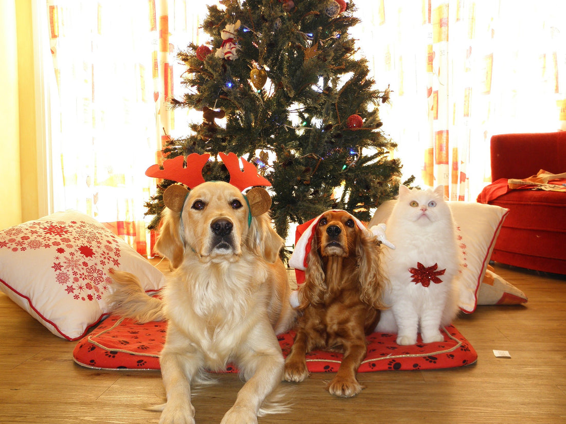 Gift Ideas For Your Furry Friends