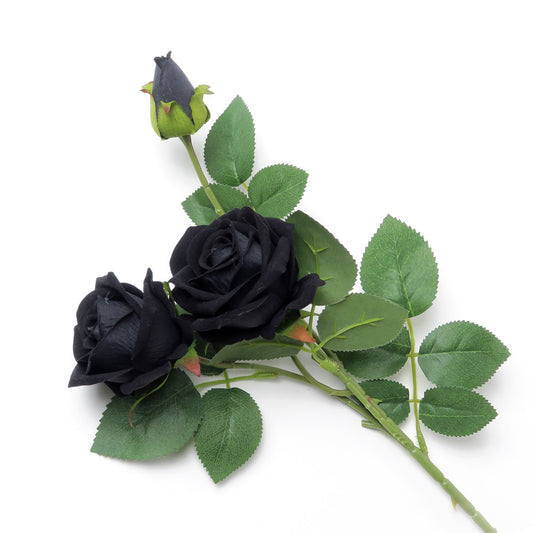 Blossoming Black Rose