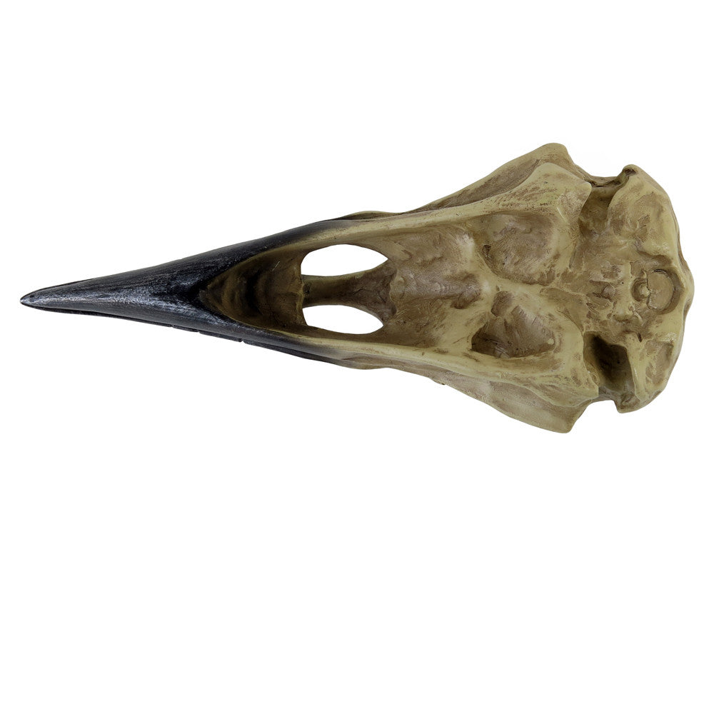 Mythical Raven Skull Statue bottom view